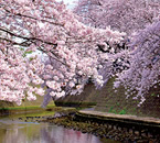 大岡川